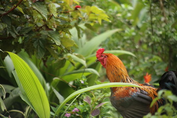 A large brown with black colored hen which is walking around freely