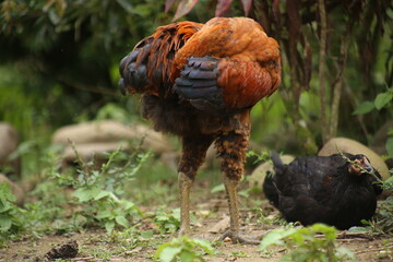 The large legs of a brown chicken look prehistoric