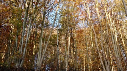 Herbstlicher Wald im Sonnenlicht