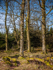 Oak trees in early spring on a sunny day
