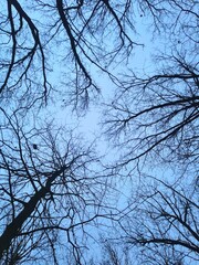 branches against blue sky