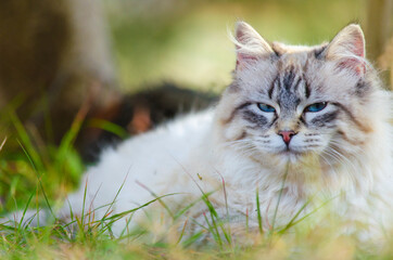 Naklejka na ściany i meble White Persian cat with blue eyes, lying on the grass. A lovely cat, resting at sunset 4