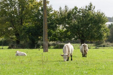 portrait of charolais cow in pasture