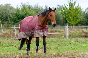 portrait of ho in pasture