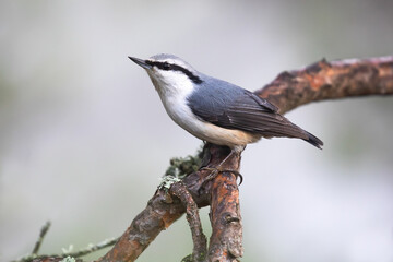 Eurasian Nuthatch