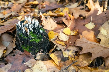 Mushrooms in Beech forest in autumn, fall season. Brown leaves on ground. Sun rays from the trees. Mystical forest in Silesia in Poland.