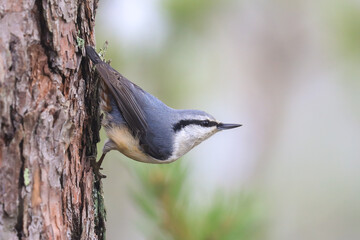 Eurasian Nuthatch