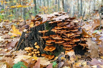 Mushrooms in Beech forest in autumn, fall season. Brown leaves on ground. Sun rays from the trees. Mystical forest in Silesia in Poland.