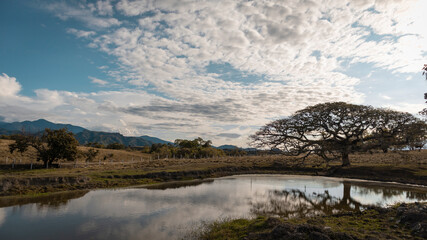 Image of crooked tree and a lake, with blue sky at sunset in Tuluá Valle del Cauca Colombia