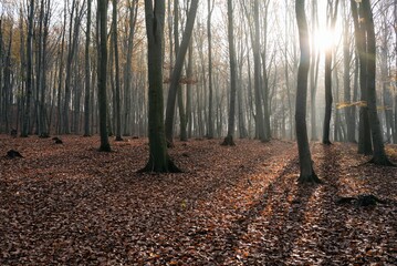 Beech forest in autumn, fall season. Brown leaves on ground. Sun rays from the trees. Mystical forest in Silesia in Poland.