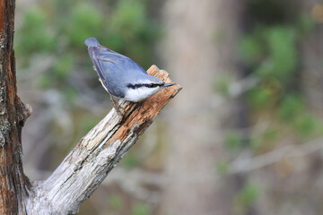 Eurasian Nuthatch