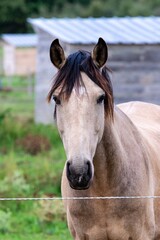 Obraz premium portrait of ho in pasture