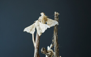 Close-up of silkworm butterflies fecundating on the branches of