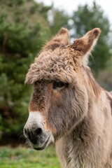 portraiy of donkey in the grass