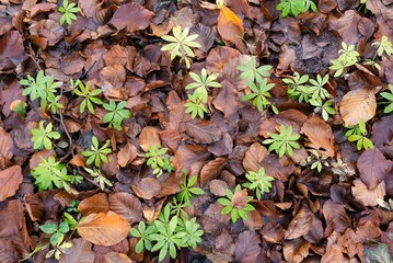 Beech forest in autumn, fall season. Brown leaves on ground. Sun rays from the trees. Mystical forest in Silesia in Poland.