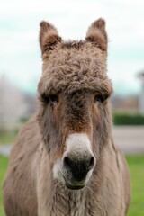 Fototapeta premium portraiy of donkey in the grass