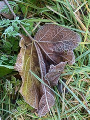 Frozen leaf on the grass
