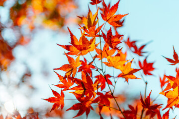 Closeup wallpaper of beautiful red maple leaves shine with the warm sunlight with the blur bokeh background in autumn season at Asia Kyoto,  Japan with copy space