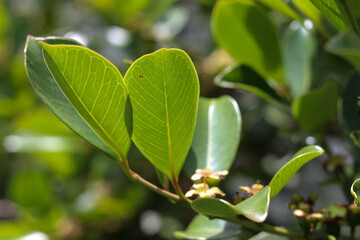Fototapeta na wymiar Araçazeiro is a tree native to Brazil and its fruit is very similar to guava.