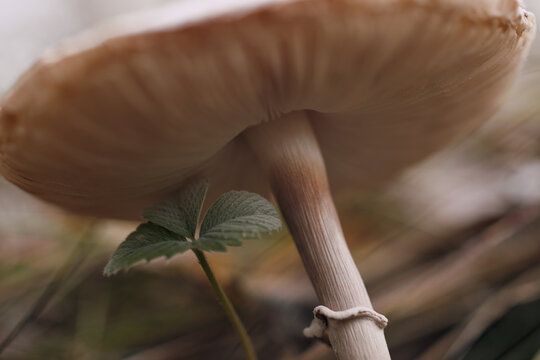 Close-up of a Macrolepiota procera mushroom in the autumn forest.