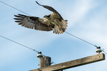 Osprey Landing