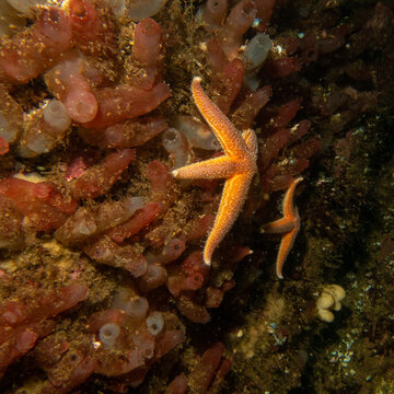 A closeup picture of a common starfish, common sea star or sugar starfish, Asterias Rubens. Picture from the Weather Islands, Skagerack Sea, Sweden