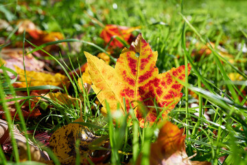 Ahornblatt mit bunter Herbstfärung auf einer Wiese