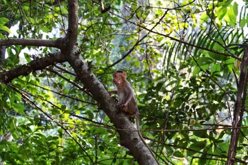 Naklejka na ściany i meble The monkey is sitting on a tree. State Of Goa. India
