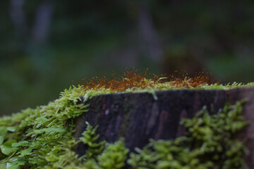 Moos auf einem Baumstumpf im Wald