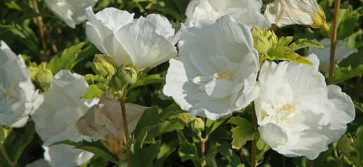 Hibiscus syriacus 'White Chiffon' © hcast