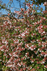 Haie d'Abelia grandiflora en fleurs