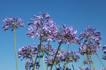 Agapanthe bleue