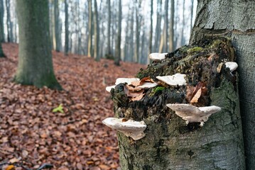 Mushrooms in Beech forest in autumn, fall season. Brown leaves on ground. Sun rays from the trees. Mystical forest in Silesia in Poland.