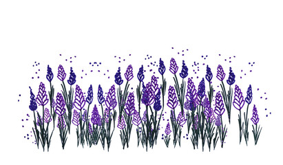 Piante di lavanda, illustrazione isolata su sfondo bianco © sommaria