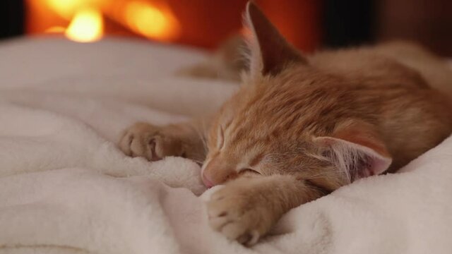 Kitten sleeping at the fireplace on white blanket in the evening - closeup, slow sliding camera