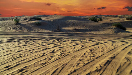 Fototapeta premium desert safari tire prints in sand.