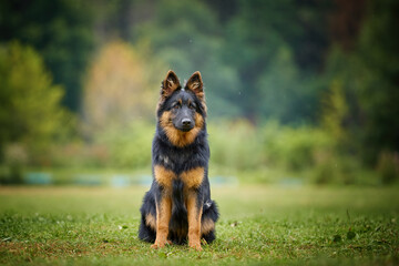 Portrait of Bohemian shepherd dog, purebred, with typical black and brown color marks. Czech republic.