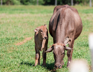 cows in the field
