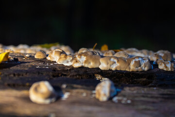 Mushrooms on a tree