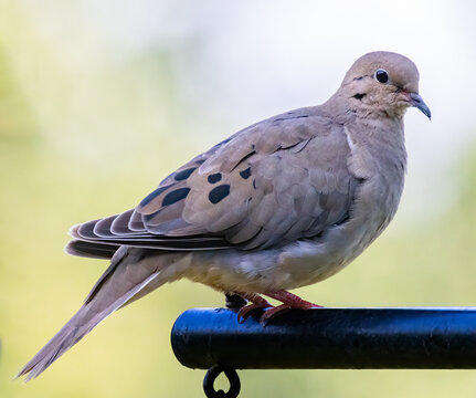 Portrait of a mourning dove perched on a pole - Powered by Adobe