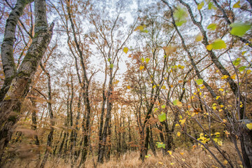 Autumn deciduous forest. City Park. Stavropol. Caucasus.