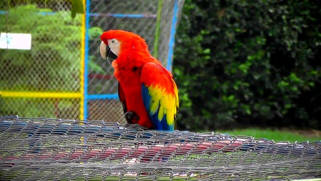 ara macao ave guacamaya sobre una reja con sus colores rojo, amarillo, azul y verde 