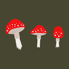 Set of poisonous mushroom fly agarics. Vector fly agarics. Poisonous forest mushroom.