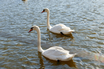 Two mute Swans. Large white water birds. Floating on the lake