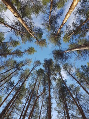 Sky and pines