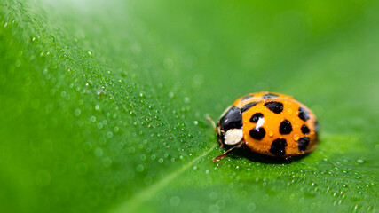 Macro photo. Small red-orange ladybug. Soft and blurred background.