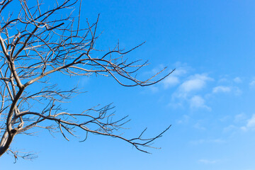 Dry tree branch against a bright blue sky background.