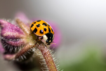 Macro photo. Small red-orange ladybug. Soft and blurred background.