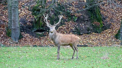 Wilder Hirsch im Wald mit großem Geweih 