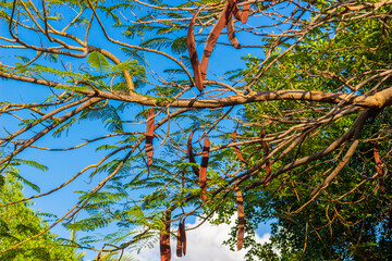 Fototapeta premium Bright background with leaves and pods of tropical plant Delonix regia. Another name royal poinciana, flamboyant, flame of the forest or flame tree. 